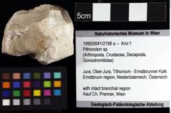 Foto (Objket + Etiketten) von Pithonoton sp. 